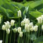 Tulip Flores Bonsai 200 Seeds