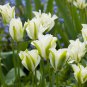 Tulip Flores Bonsai 200 Seeds