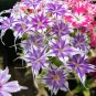 Phlox Flower Garden Courtyard Bonsai 100 Seeds