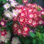 Phlox Flower Garden Courtyard Bonsai 100 Seeds
