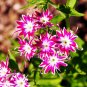 Phlox Flower Garden Courtyard Bonsai 100 Seeds