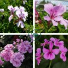Pelargonium Peltatum 100 Seeds