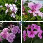 Pelargonium Peltatum 100 Seeds