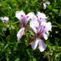 Pelargonium Peltatum 100 Seeds
