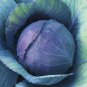 Park's All-Purpose Blend Cabbage  300 Seeds