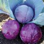 Park's All-Purpose Blend Cabbage  300 Seeds