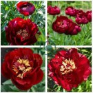Rare Dark Red Tree Peony Flower 'Cong Zhong Xiao' 10 Seeds