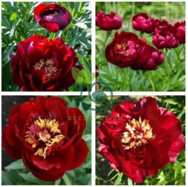Rare Dark Red Tree Peony Flower 'Cong Zhong Xiao' 10 Seeds