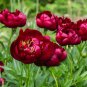 Rare Dark Red Tree Peony Flower 'Cong Zhong Xiao' 10 Seeds