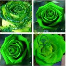 Heirloom Rare Green Golden Rose Flower  100 Seeds