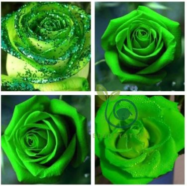 Heirloom Rare Green Golden Rose Flower  100 Seeds