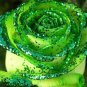 Heirloom Rare Green Golden Rose Flower 100 Seeds