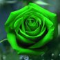 Heirloom Rare Green Golden Rose Flower 100 Seeds