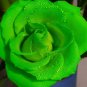 Heirloom Rare Green Golden Rose Flower 100 Seeds