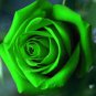 Heirloom Rare Green Golden Rose Flower 100 Seeds