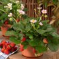 Merlan F1 Strawberry 200 Seeds
