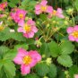 Merlan F1 Strawberry 200 Seeds