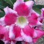 Rosy Adenium Obesum Home Garden Desert Rose Flowers 2 Seeds