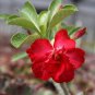 Rosy Adenium Obesum Home Garden Desert Rose Flowers 2 Seeds