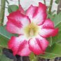 Rosy Adenium Obesum Home Garden Desert Rose Flowers 2 Seeds