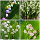 Convallaria Majalis Colorful Lily of the Valley Orchid 20 Seeds