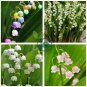 Convallaria Majalis Colorful Lily of the Valley Orchid 20 Seeds