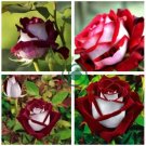 Rose  Love In Rose Bush  840 Seeds