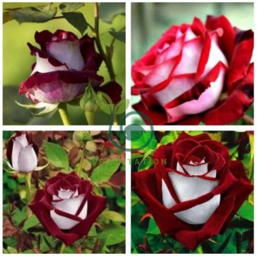 Rose  Love In Rose Bush  840 Seeds