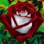Rose  Love In Rose Bush  840 Seeds