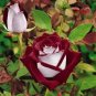 Rose  Love In Rose Bush  840 Seeds