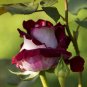 Rose  Love In Rose Bush  840 Seeds