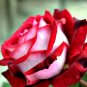 Rose Love In Rose Bush 840 Seeds