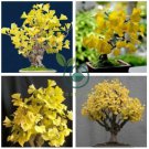 Maidenhair Ginkgo biloba Tree  40 Seeds