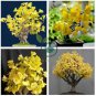 Maidenhair Ginkgo biloba Tree  40 Seeds