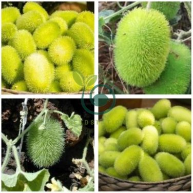 Hedgehog Cucumber Cucumis Dipsaceus Rare and Ancient edible 20 Seeds