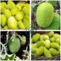 Hedgehog Cucumber Cucumis Dipsaceus Rare and Ancient edible 20 Seeds