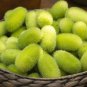 Hedgehog Cucumber Cucumis Dipsaceus Rare and Ancient edible 20 Seeds