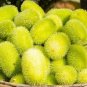 Hedgehog Cucumber Cucumis Dipsaceus Rare and Ancient edible 20 Seeds