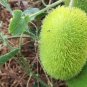 Hedgehog Cucumber Cucumis Dipsaceus Rare and Ancient edible 20 Seeds