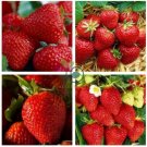 Roman F1 Strawberry 200 Seeds