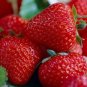 Roman F1 Strawberry 200 Seeds