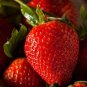 Roman F1 Strawberry 200 Seeds