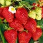 Roman F1 Strawberry 200 Seeds