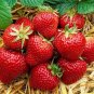 Roman F1 Strawberry 200 Seeds