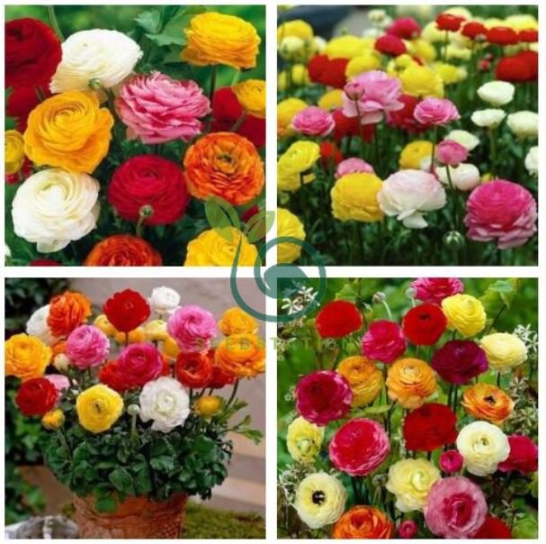 Ranunculus Seed Ranunculus Asiaticus Flowers  40 Seeds