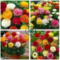 Ranunculus Seed Ranunculus Asiaticus Flowers  40 Seeds