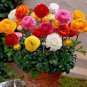 Ranunculus Seed Ranunculus Asiaticus Flowers  40 Seeds