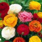 Ranunculus Seed Ranunculus Asiaticus Flowers  40 Seeds