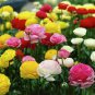 Ranunculus Seed Ranunculus Asiaticus Flowers  40 Seeds