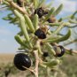 100% True Rare Black Goji Lycium Ruthenicum Murray Herb  60 Seeds